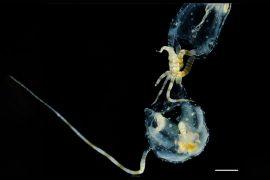 2026/08/Box-jellyfish-venom.jpg