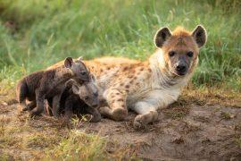 2026/08/Alpha-female-hyenas.jpg