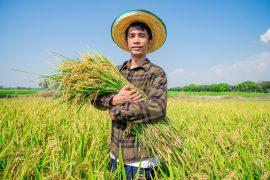 Harvesting,Rice,Rural,Field,Portrait,Of,Farmer,Lush,Green,Environment