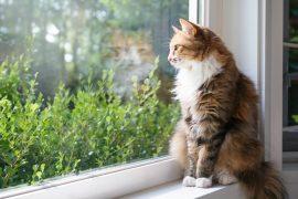 2026/08/Moving-cats-indoors.jpg