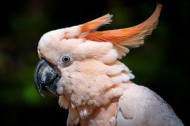 2026/08/salmon-crested-cockatoo.jpg