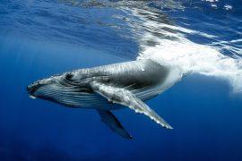 2026/08/Humpback-whale-songs.jpg