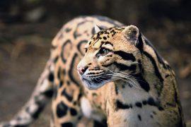 2026/08/Clouded-Leopard-Day.jpg