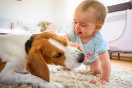 2026/08/Dog-microbes.jpg