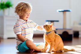 2026/08/Cat-training.jpg