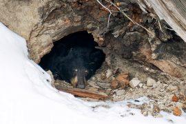 A,Hibernating,Black,Bear,In,Their,Den,In,Yellowstone,National