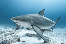 2026/08/Bull-sharks.jpg