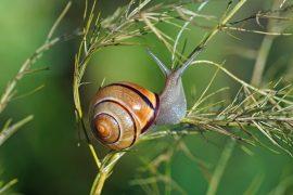 A,Grove,Snail,(cepaea,Nemoralis),In,A,Garden,Asparagus.,Photo: