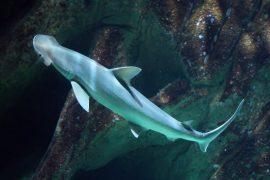 2026/08/Bonnethead-sharks.jpg