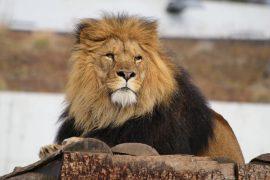 2026/08/zoo-lion-feeding.jpg