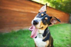2026/08/dog-head-tilt-tongue_1m.jpg
