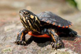 2026/08/Turtle-sex.jpg