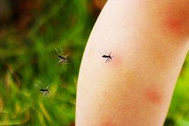 2026/08/mosquito-magnet-study_1m.jpg