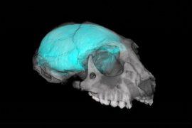 2026/08/Primate-brain-evolution2.jpg