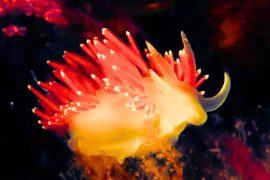 2026/08/red-sea-slug-new-species-havana-cuba.jpg