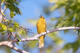 2026/08/Bird-songs.jpg