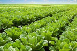 2026/08/Lettuce-meat-protein.jpg