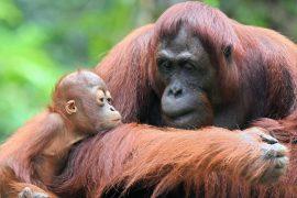 2026/08/orangutan-mothers-playdates.jpg