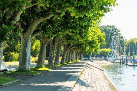 2026/08/Tree-canopy-mortality.jpg