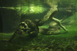 2026/08/Scientists-were-exploring-the-Amazon.jpg