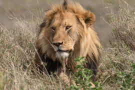 2026/08/World-Lion-Day.jpg