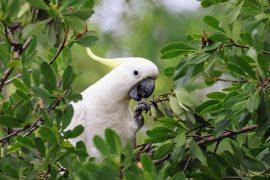 2026/08/Bird-masturbation.jpg