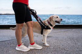 Female,Person,Walking,Guide,Dog,Along,Seaside,Promenade,During,Daytime,